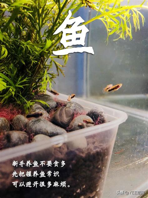 一尺魚缸養多少魚|魚缸養多少魚合適，這個公式告訴你，再也不用請教別。